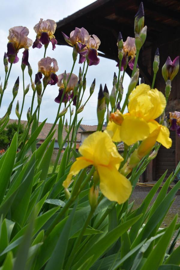 Ferme Les Iris Διαμέρισμα Issenheim Εξωτερικό φωτογραφία