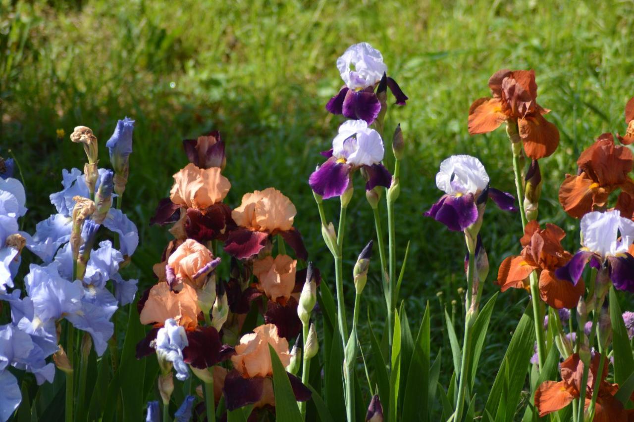 Ferme Les Iris Διαμέρισμα Issenheim Εξωτερικό φωτογραφία
