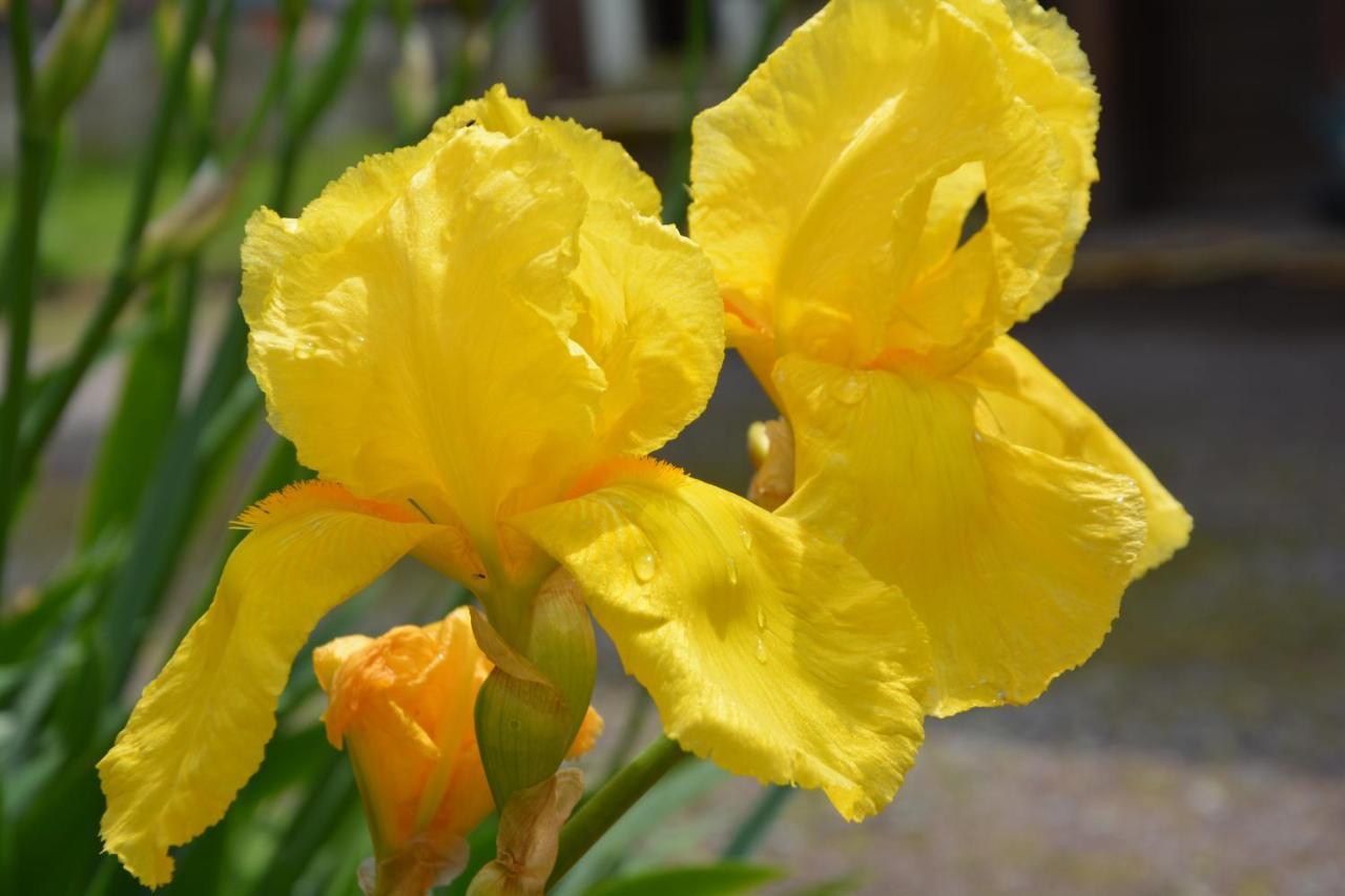 Ferme Les Iris Διαμέρισμα Issenheim Εξωτερικό φωτογραφία