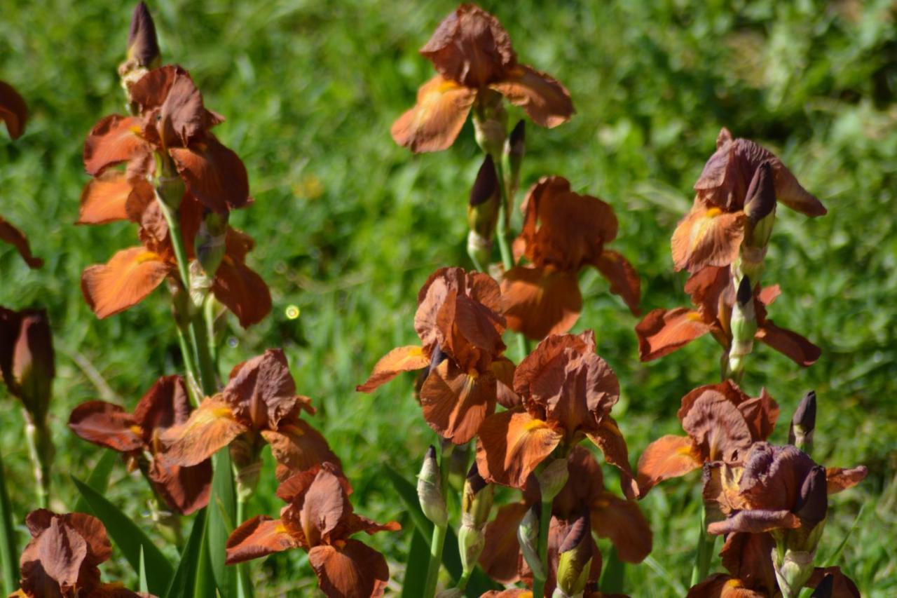 Ferme Les Iris Διαμέρισμα Issenheim Εξωτερικό φωτογραφία